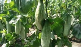 网红吃瓜爆料718,718事件背后的惊人真相